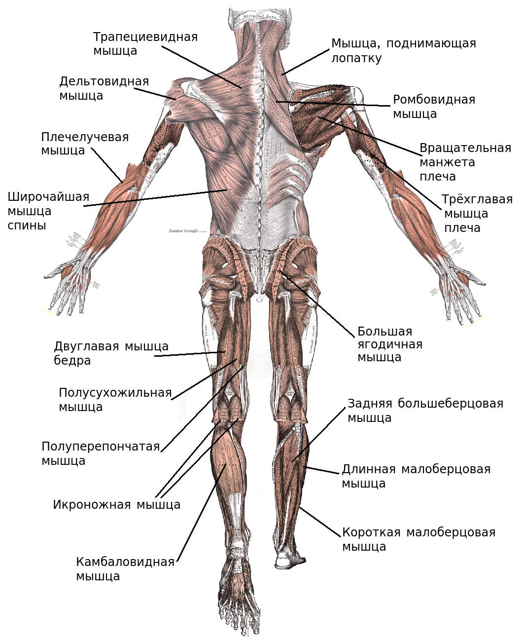 Группы скелетных мышц
