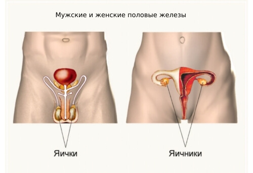 Мужские и женские половые железы